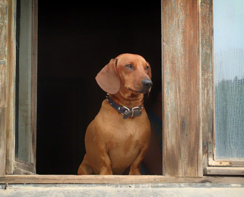 Ansia da separazione nel cane